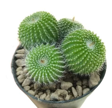 Notocactus leninghausii inermis (6.5cm) - Geosupplies