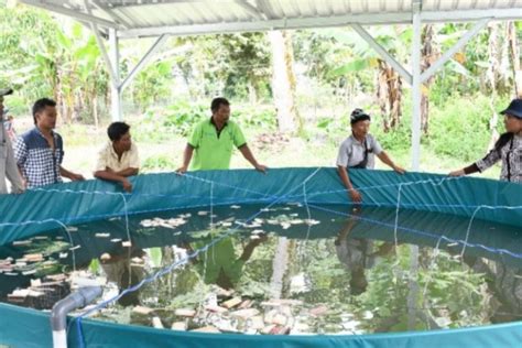 Samosir Kembangkan Budi Daya Ikan Sistem Bioflok Antara News Sumatera