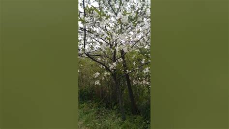 Вишня - YouTube