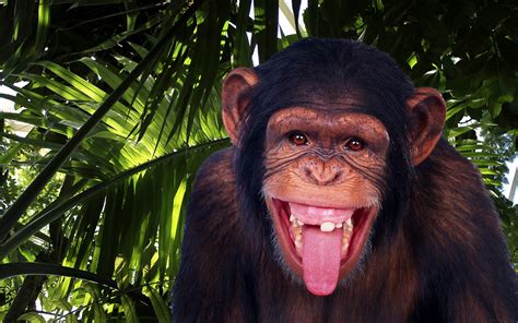 Chimpanzee Wallpaper (70+ images)