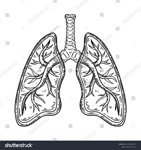 Human Lungs Bronchi Hand Drawn Sketch Stock Vector (Royalty Free ...