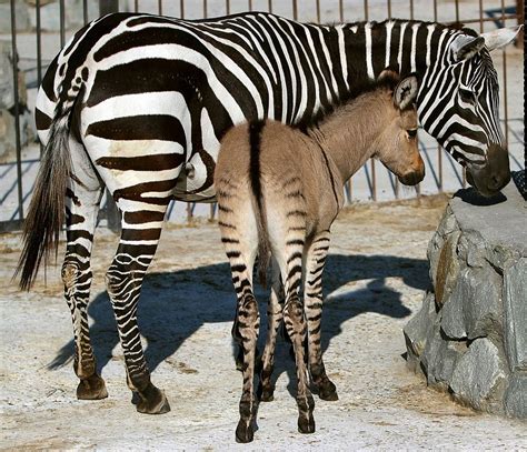 Was a Rare 'Zonkey' Born in Kenya? | Snopes.com