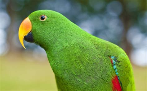 Eclectus Parrot Bird Tropical 1 Wallpapers Hd Desktop And Mobile