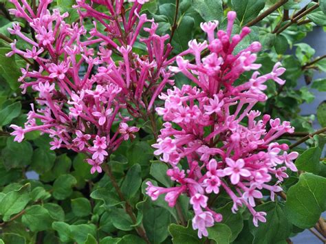 Dwarf Pink Bloomerang Lilac Jeffries Nurseries