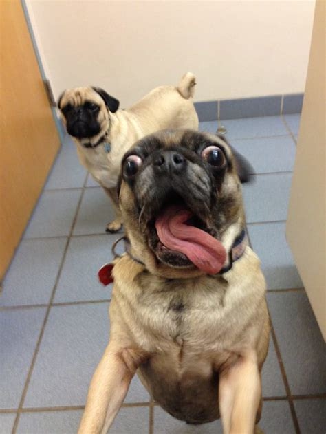 Лучшие собачьи селфи для поднятия настроения | Funny dogs, Pugs funny ...