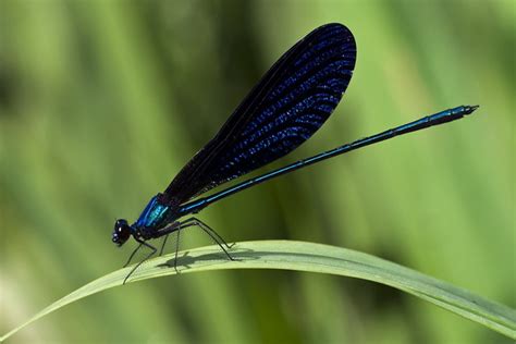 Damselfly - Blue Metallic | Capung Jarum Biru Metalik - Blue… | Flickr