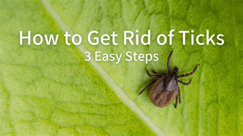 How To Get Rid Of Ticks