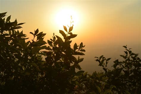 Free Images Tree Nature Branch Light Plant Sky Sun Sunrise