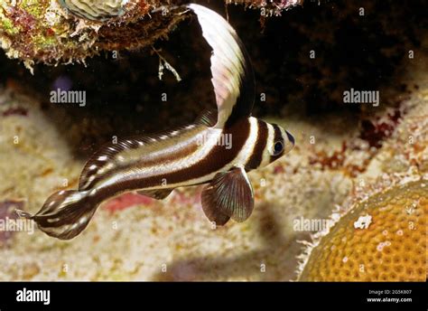 Spotted Drum Equetus Punctatus Provo Turks And Caicos Islands Stock