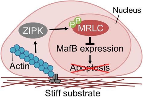 Substrate Stiffness Induces Nuclear Localization Of Myosin Regulatory