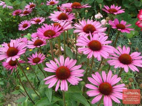 Эхинацея пурпурная (Echinacea purpurea) — описание, выращивание, фото ...