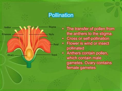 Double Fertilization Sexual Reproduction In Flowering Plants Ppt