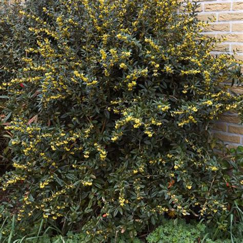 Berberis Thunbergii Concorde Épine Vinette Au Feuillage Pourpre Foncé