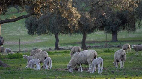 Asaja Córdoba exige al Gobierno que deje en suspenso la obligatoriedad