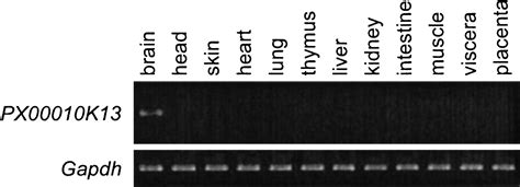 Discovery Of Imprinted Transcripts In The Mouse Transcriptome Using