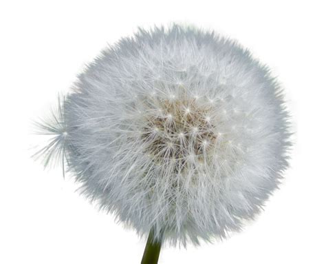 Dandelion Png Transparent Images Pictures Photos Png Arts