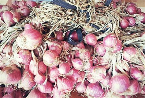 Bawang Merah Garlic Vegetables Plants Food Essen Vegetable Recipes