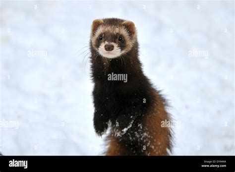 Polecat Fitch Mustelidae Polecats European Polecat Predator Nocturnal