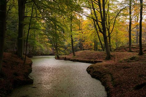 Free Images Landscape Tree Nature Forest Path Grass Light Wood