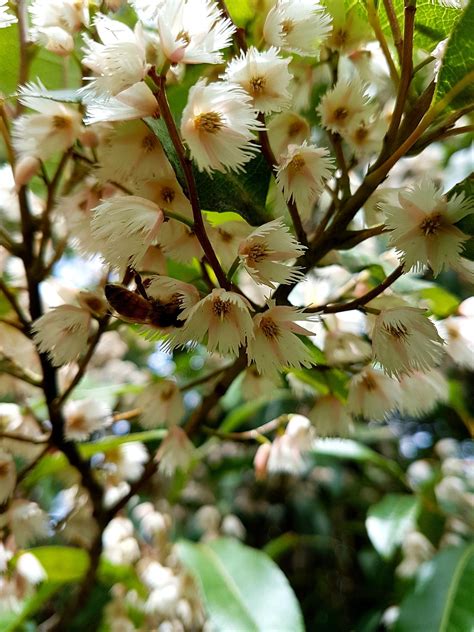 Elaeocarpus Reticulatus Flowering Trees Beautiful Tree Tree