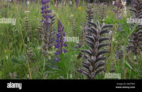 Lupin seeds Stock Videos & Footage - HD and 4K Video Clips - Alamy