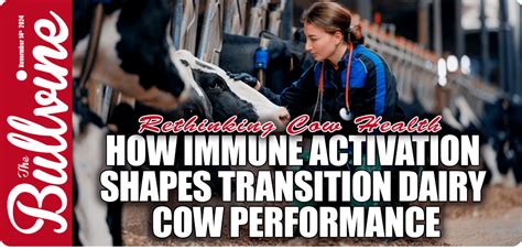 Dairy Cow Transition Period Lactation Management Metabolic Disorders