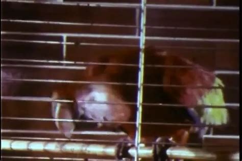 Free Vintage Blowjob Compilation Porn Videos XHamster