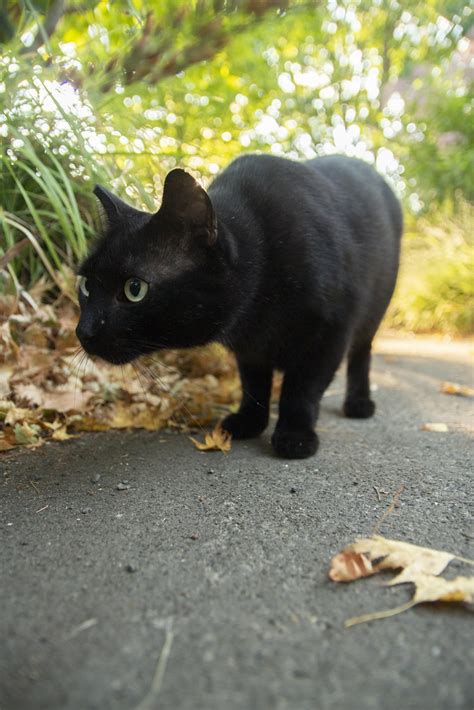 Henrietta Hunting Scott Weber Flickr