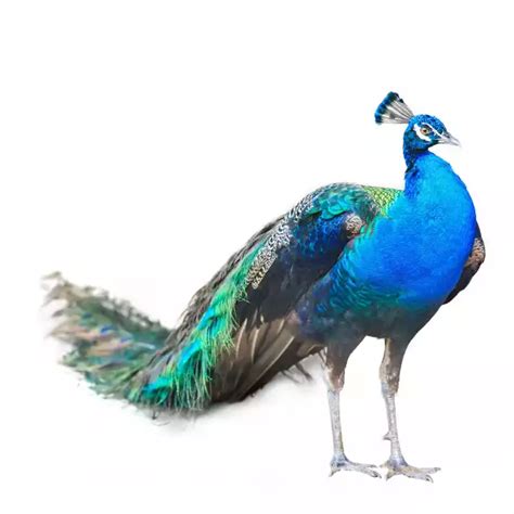 Paon Bleu P Cristatus Tout Savoir Sur Cet Oiseau