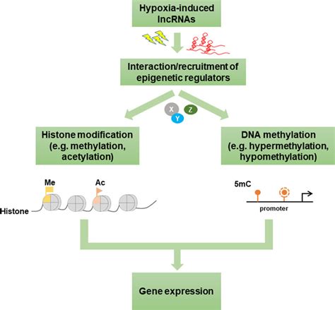 A Model Of Hypoxia Induced Lncrnas That Interact With Epigenetic