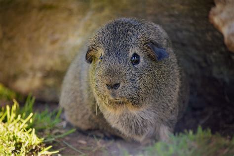 Lucas Owigram Primary School A Information Report About Guinea Pigs