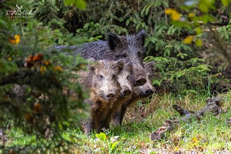 Mama mit den Kindern Forum für Naturfotografen