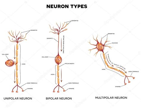 Tipos De Neuronas Células Nerviosas 2023