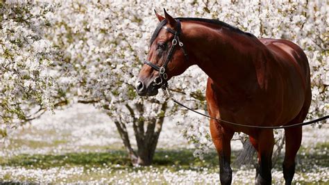 En 100 Ans Les Aga Khan Studs Sont Devenus Un Fleuron De Lélevage