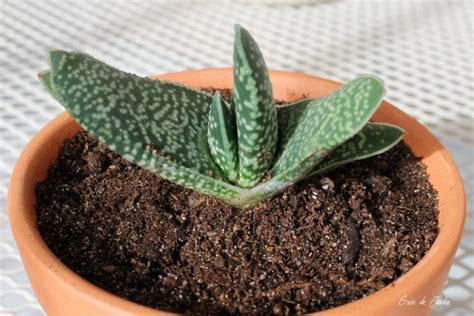 C Mo Cultivar Gasteria Y Cuidados De La Suculenta Lengua De Buey