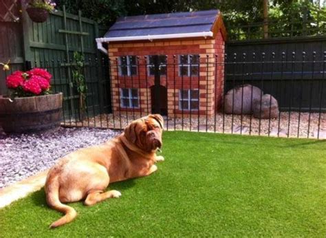 Artificial Grass For Dogs Everything You Need To Know