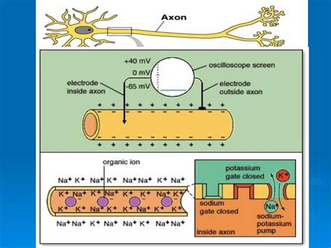 C Mo Trabaja La Membrana Plasm Tica De La Neurona Qu Son Los Iones