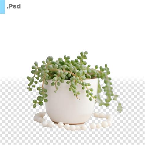 Premium Psd Green Succulent Plant In White Pot With Beads Isolated On