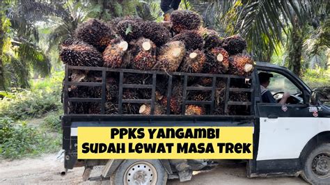 Panen PPKS Yangambi Sudah Kembali Normal Tidak Trek 19 Maret 2024