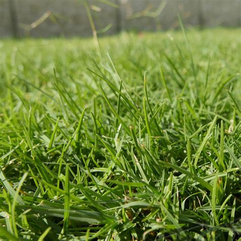 Totex - там където всичко винаги е зелено! - ТОТЕХ ОЗЕЛЕНЯВАНЕ