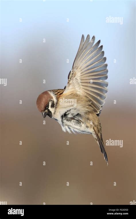 Female House Sparrow Flying Hi Res Stock Photography And Images Alamy