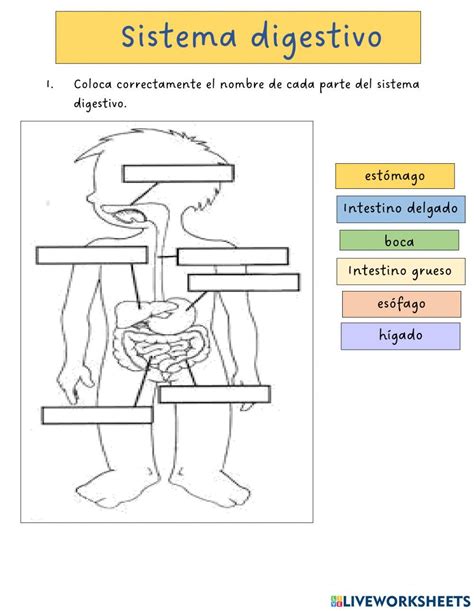 El Sistema Digestivo Online Exercise For Live Worksheets