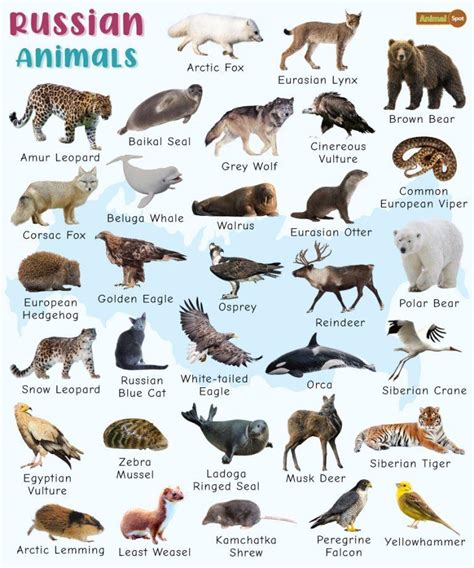 Russian Animals Facts List Pictures And More