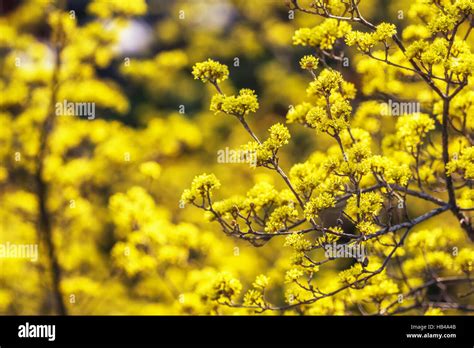 cornus officinalis flower spring blossom Stock Photo - Alamy