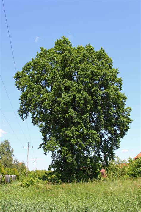 Dąb szypułkowy Quercus Robur 150 200cm DONICZKA Sklep Sadzonki