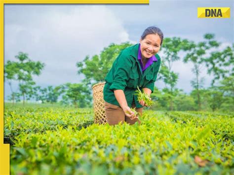 5 Top Tea Producing Countries In The World