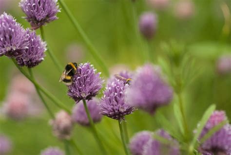 The Best Chive Companion Plants — Meadowlark Journal