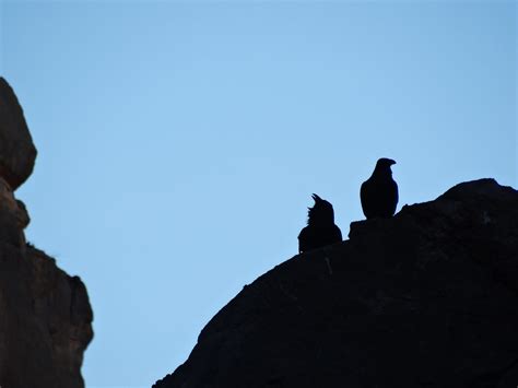 Chihuahuan Raven Silouette Corvus Cryptoleucus Big Bend N Flickr