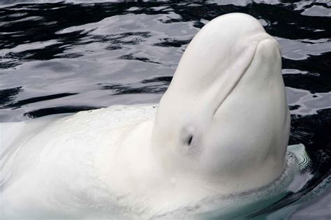 Beluga Whale | The Canadian Encyclopedia