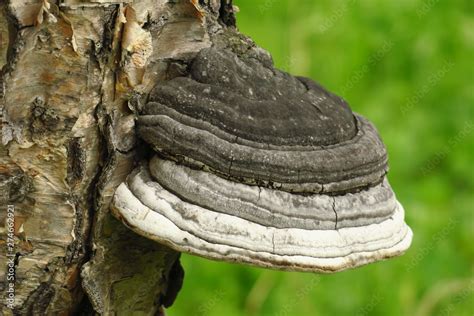 Fomitopsis Betulina Previously Piptoporus Betulinus Known As The